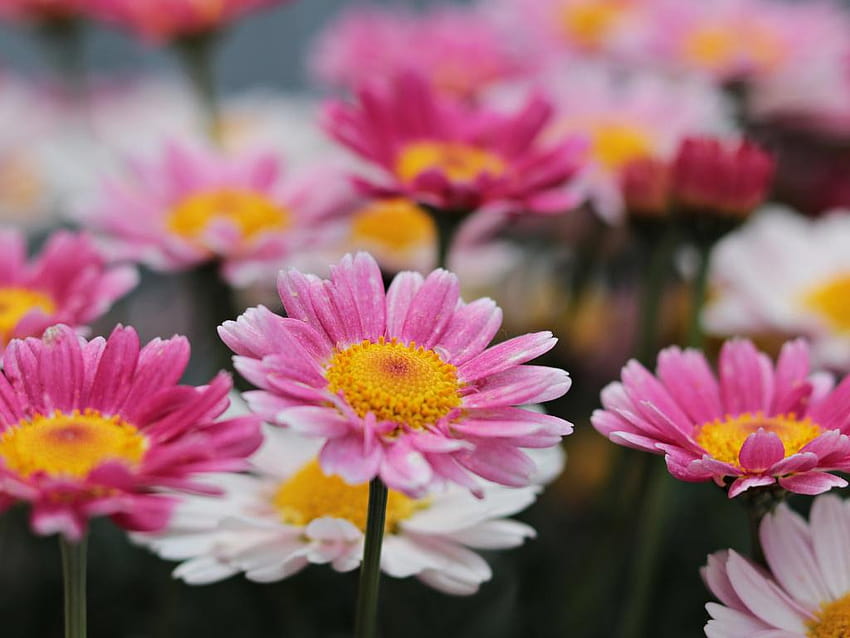 Bunga, padang rumput, merah muda, mekar, aster, aster minimal layar penuh Wallpaper HD