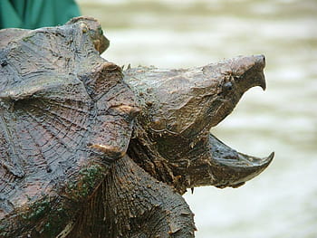 Funding received to survey the Alligator Snapping Turtle – Urban Biotic ...