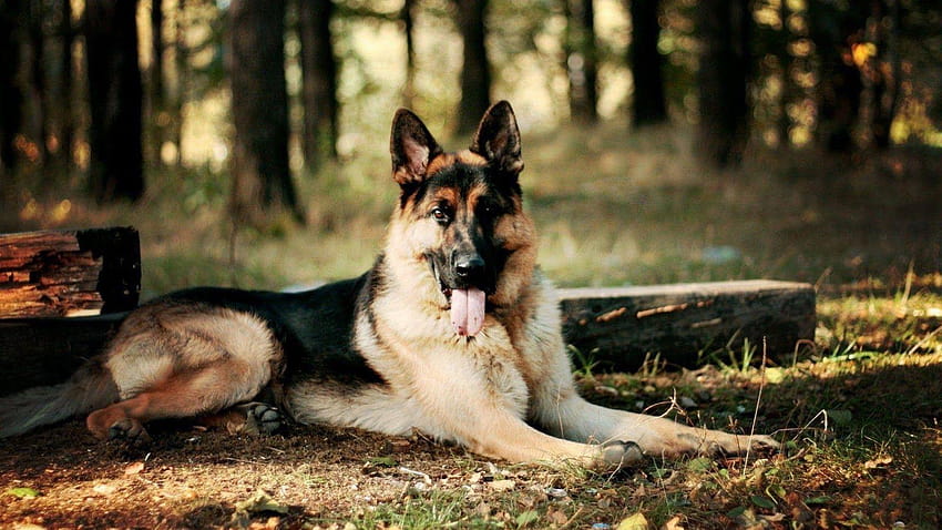 Dogs, vodafone dog mobile HD wallpaper Dogs, vodafone dog mobile HD wallpaper