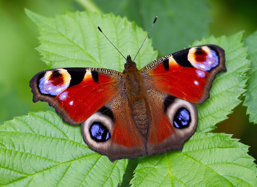 of Peacock Pansy butterfly, latest butterfly HD wallpaper