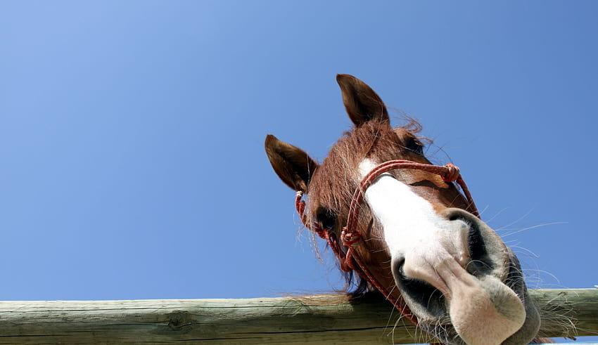 Funny Horse, funny cute horse HD wallpaper