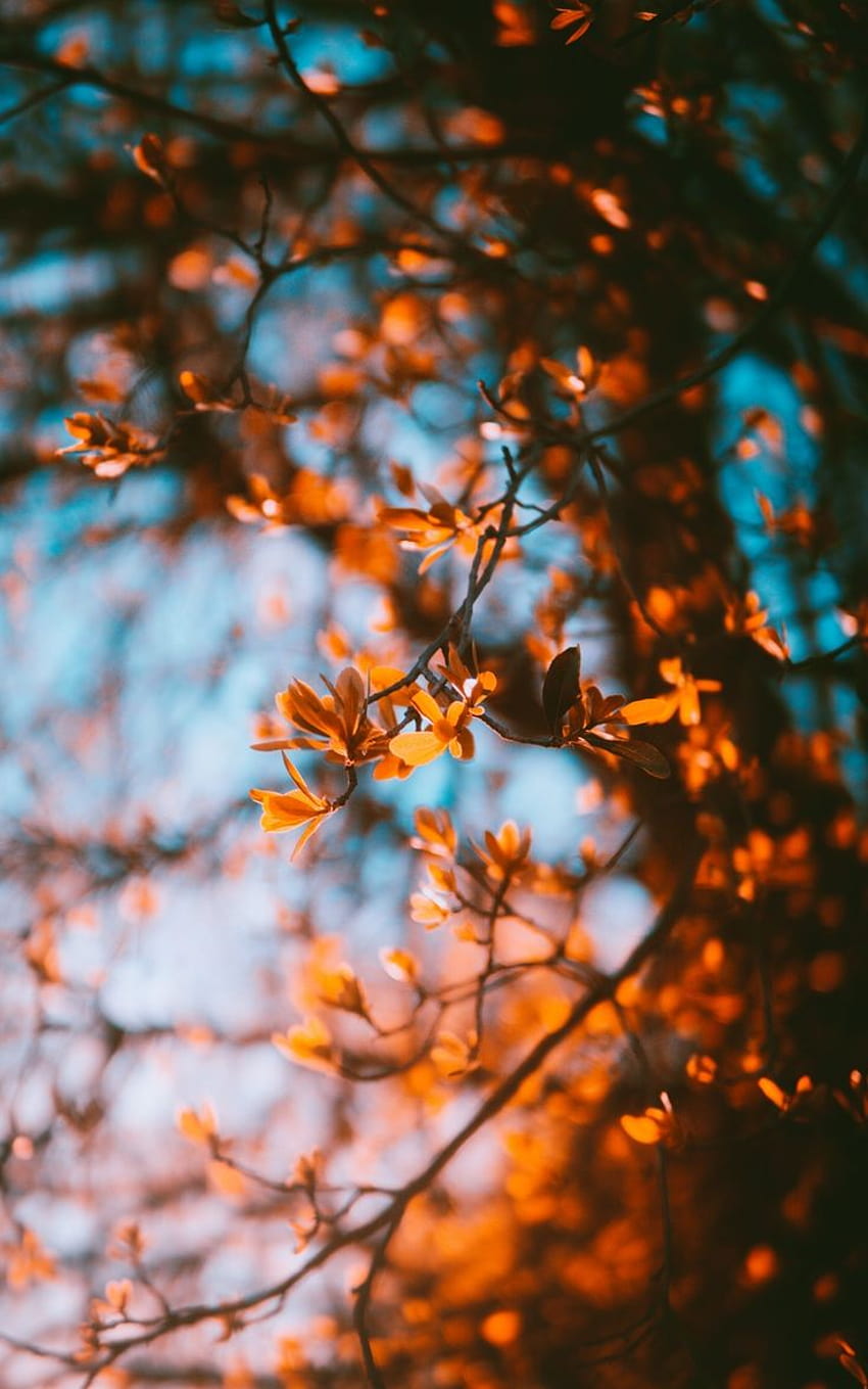 가을 흐림 나뭇가지 잎, 흐릿한 전화 HD 전화 배경 화면