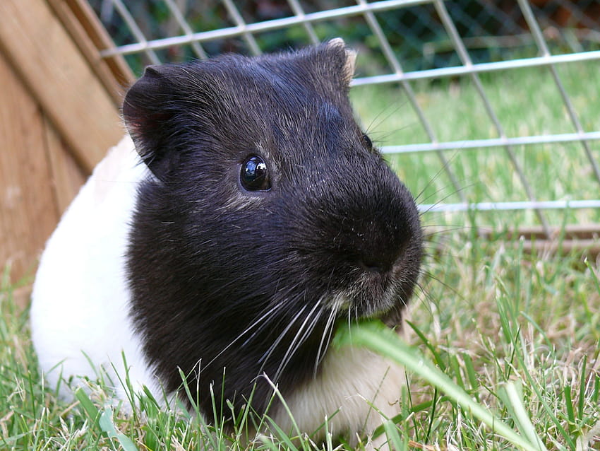 white and black guinea pig, guinea pig black and white HD wallpaper