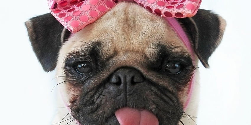 Cute Pug dog with rose bow and . Beautiful Cute Pug, cute pugs HD wallpaper