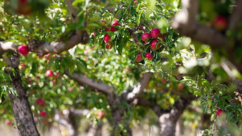 jabłoń Tapeta HD