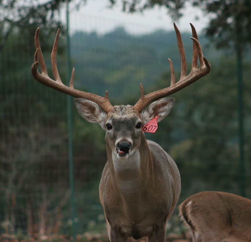 The Big Buck Project, What Are Your Thoughts?, big bucks HD wallpaper