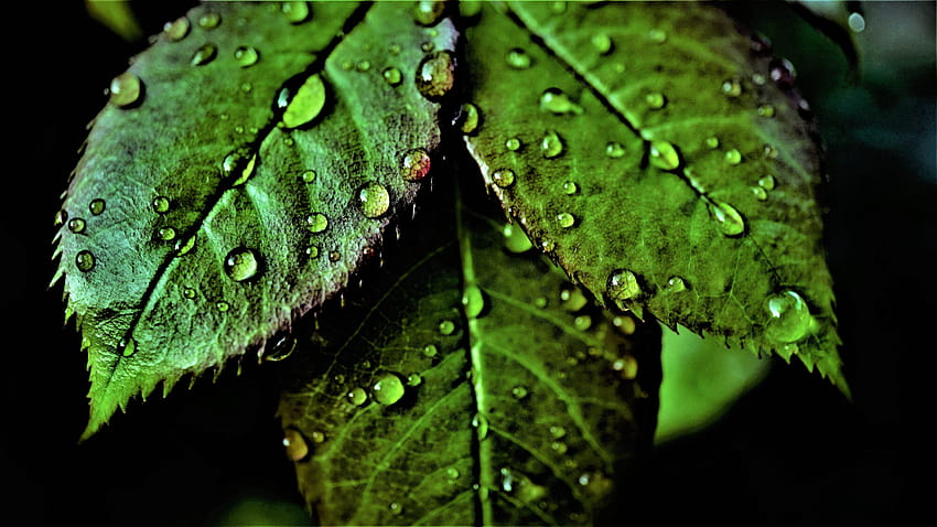 Green leaves , Pattern, Water drops, Dew Drops, Closeup, Macro, Nature, dewdrops HD wallpaper