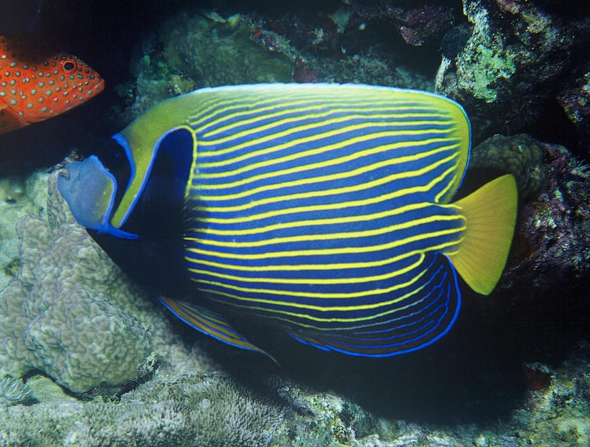 Poisson-ange empereur et . Joli poisson-ange empereur Fond d'écran HD