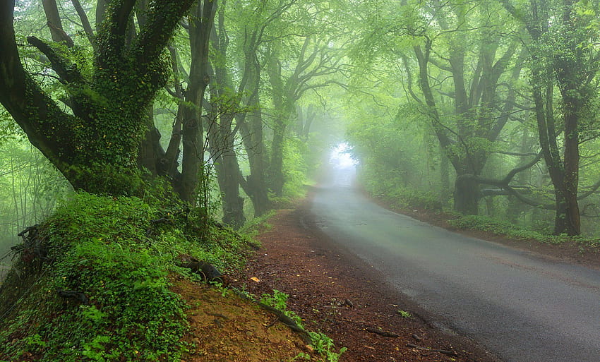 Morning nature spring forest road haze [1987x1200] for your , Mobile & Tablet, morning haze HD wallpaper