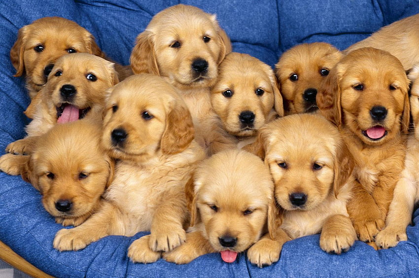 Simpatici cuccioli di Golden Retriever, simpatici golden retriever Sfondo HD