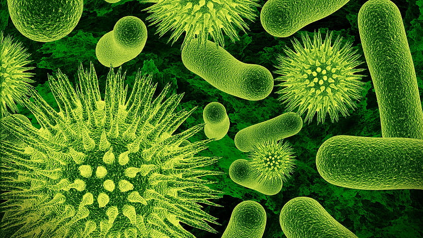 Bakterien, Mikroorganismen HD-Hintergrundbild