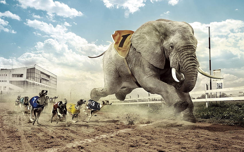 1920x1200 Creative design, dog and elephant race, creative 1920x1200 HD wallpaper