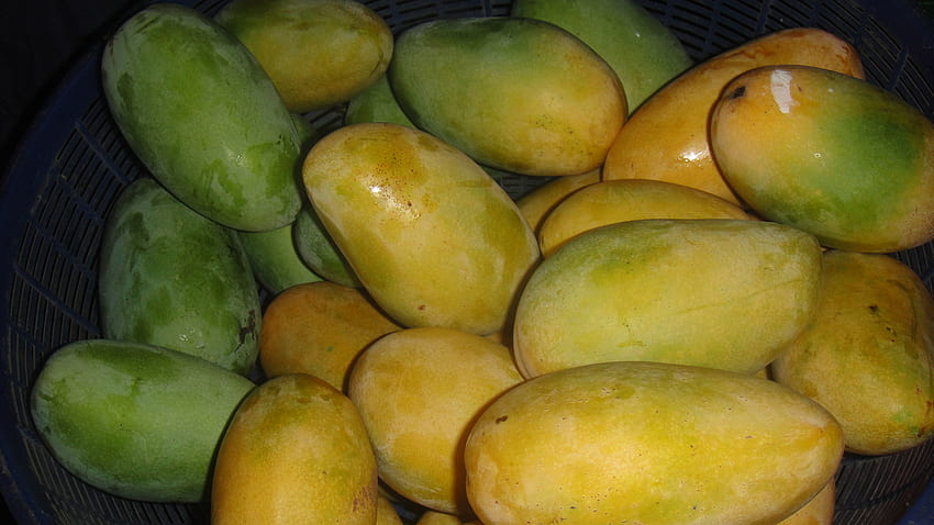 of Mango,ripe mango,green mango,fruits,food HD wallpaper