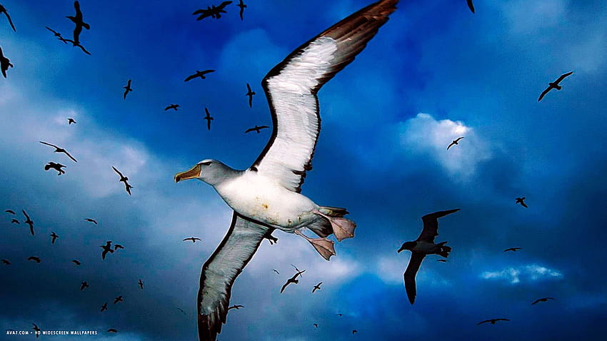 albatross salvins mollymawks flying sky bird / birds backgrounds, birds in sky HD wallpaper