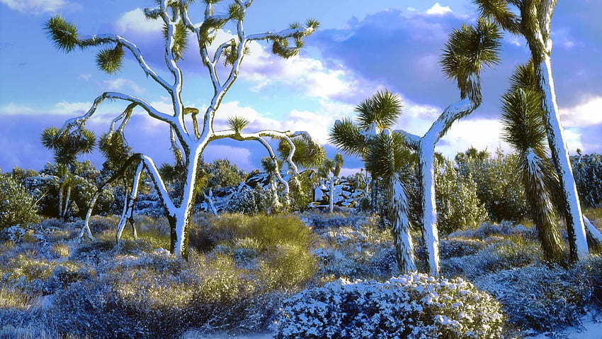 the front page of the internet, joshua tree national park california HD wallpaper