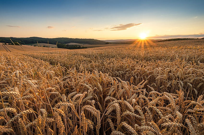 太陽小麦 自然 スカイスパイク 畑 朝焼けと太陽小麦畑 高画質の壁紙