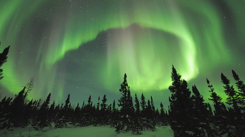 aurora, Boreal, Abetos, Artico / and Mobile Backgrounds, boreal forest HD wallpaper