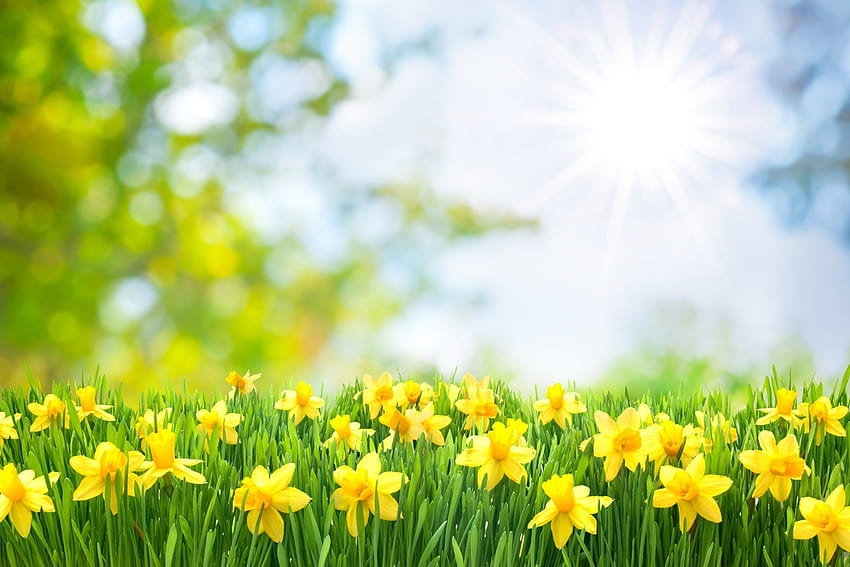 Yellow daffodil flower field, daffodil field spring netherlands HD wallpaper