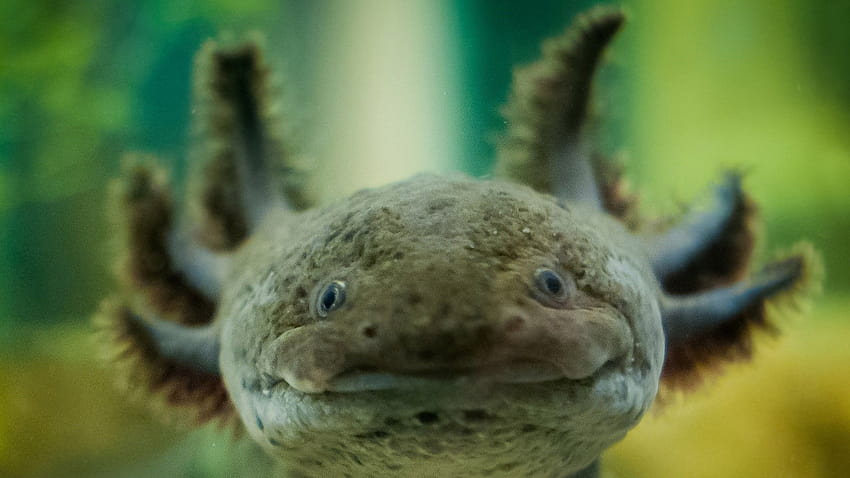 The Axolotl Can Grow Back It's Limbs, adorable axolotls HD wallpaper