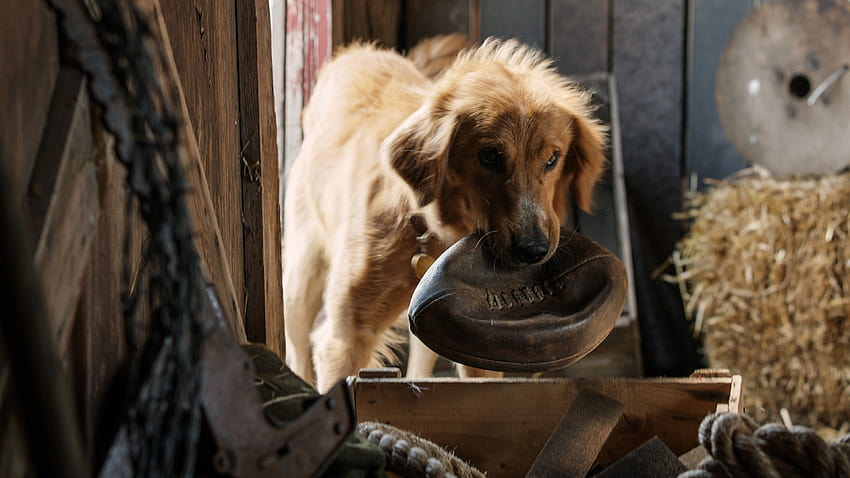 A Dog's Purpose, dog, best movies, Movies, a dogs purpose HD wallpaper