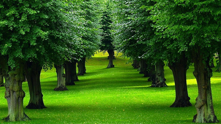 Beautiful Trees, tree line HD wallpaper