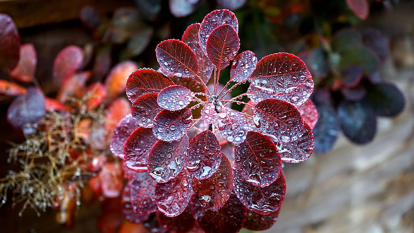 blur, close up, dew, dewdrops, drops, focus, growth, leaves, water drop focus HD wallpaper