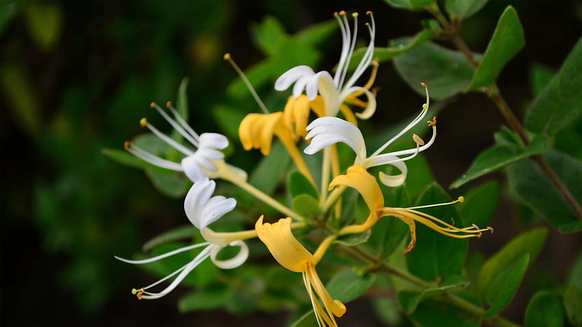 Honeysuckle HD wallpaper