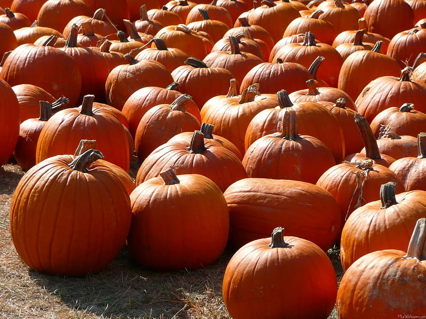 Pumpkin Patch Backgrounds posted by Michelle Tremblay, pumpkin festival HD wallpaper