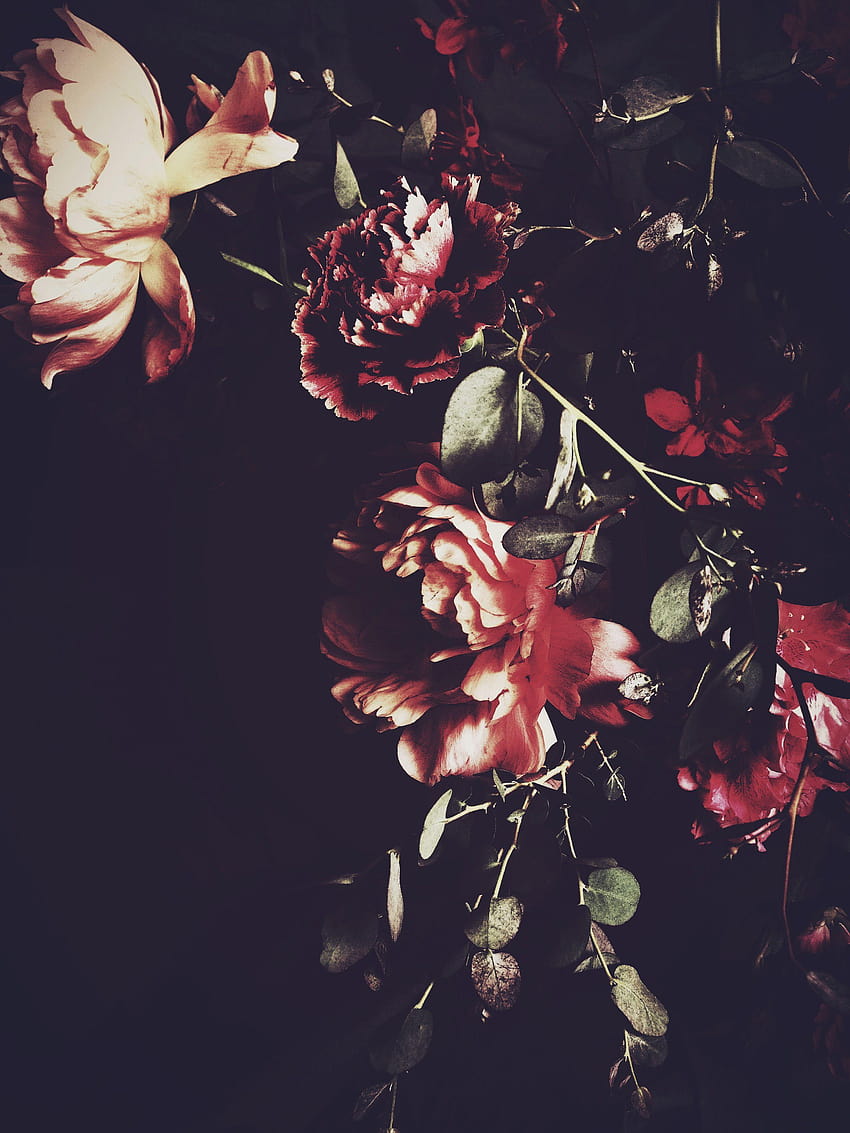 ❈ Fleurs Foncées ❈ dark art graphy flowers, flower aesthetic dark HD phone wallpaper