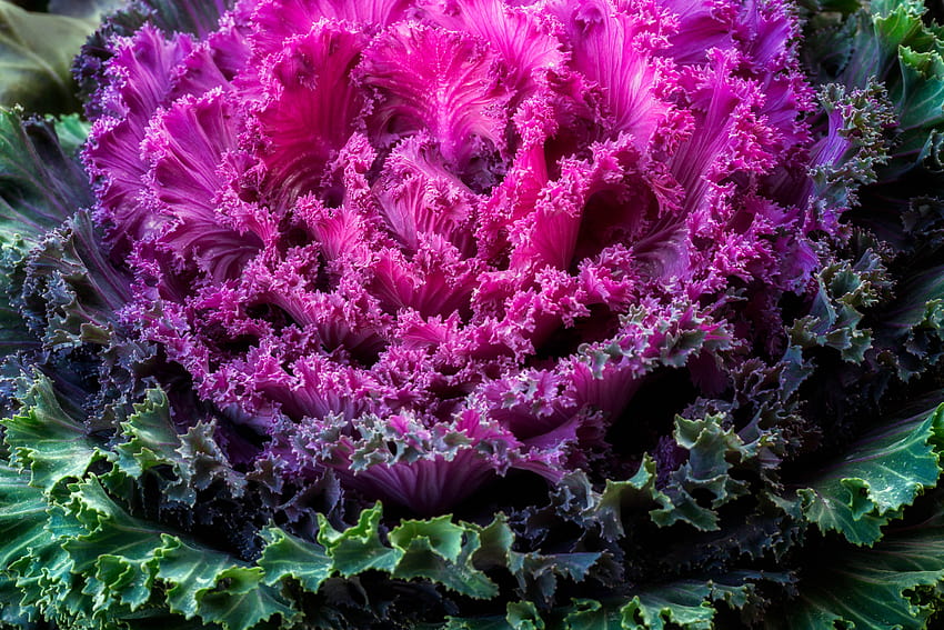 Purple ornamental cabbage, jpeg v.1.5 , E:2609326205 HD wallpaper