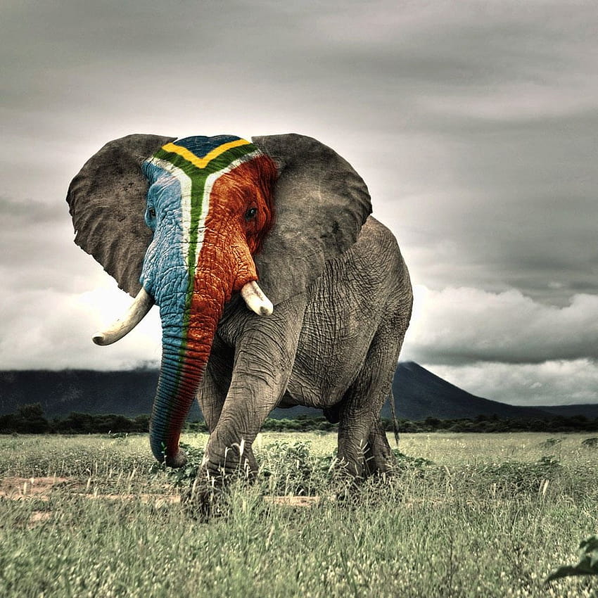 Африкански слон iPad HD тапет за телефон