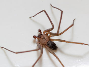 Va. woman hospitalized for brown recluse spider bite after kayaking ...