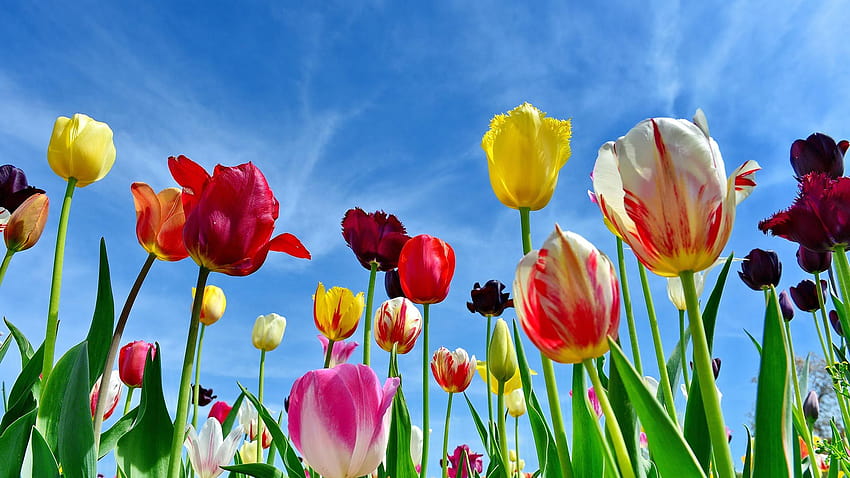 Bing Daily, shikisai no oka ogród kwiatowy Tapeta HD