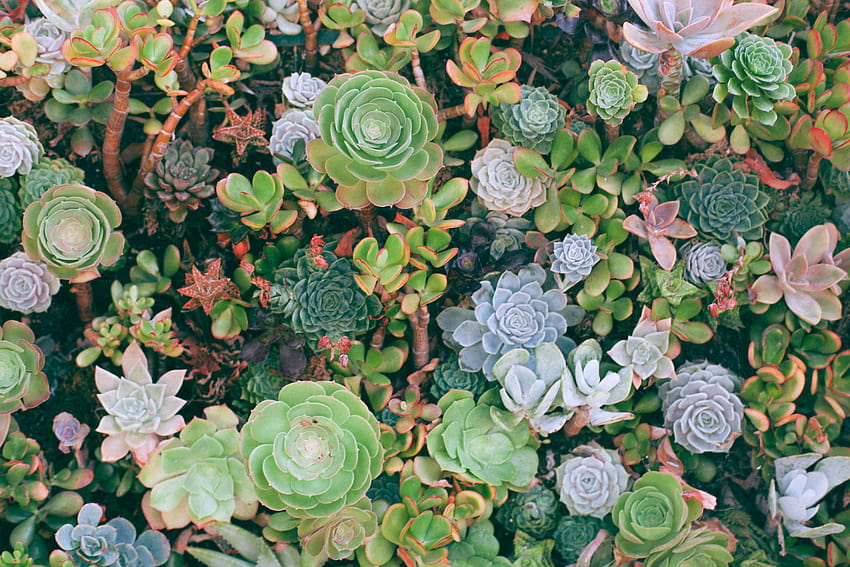 Succulent posted by Zoey Simpson, succulents HD wallpaper