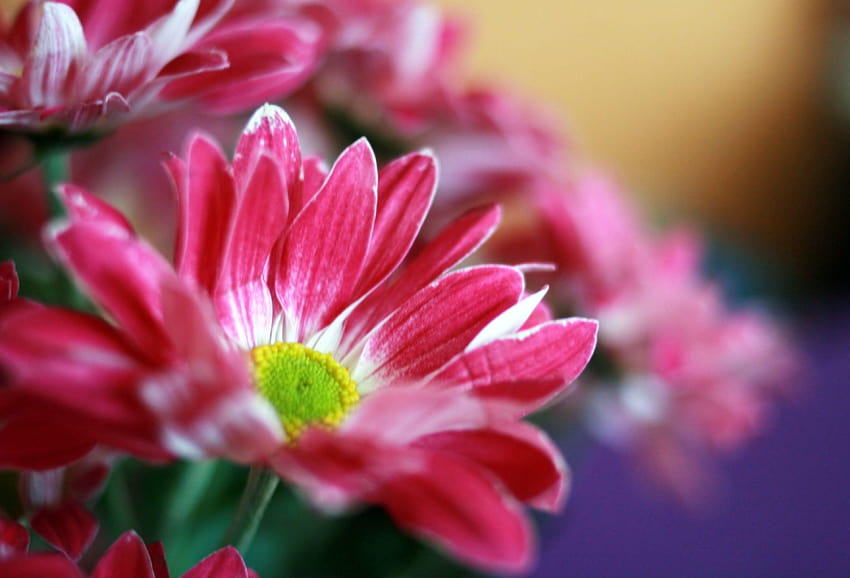 Flowers: Pink Daisy Nature Spring Flowers Red Beautiful Flower, beautiful nature spring HD wallpaper