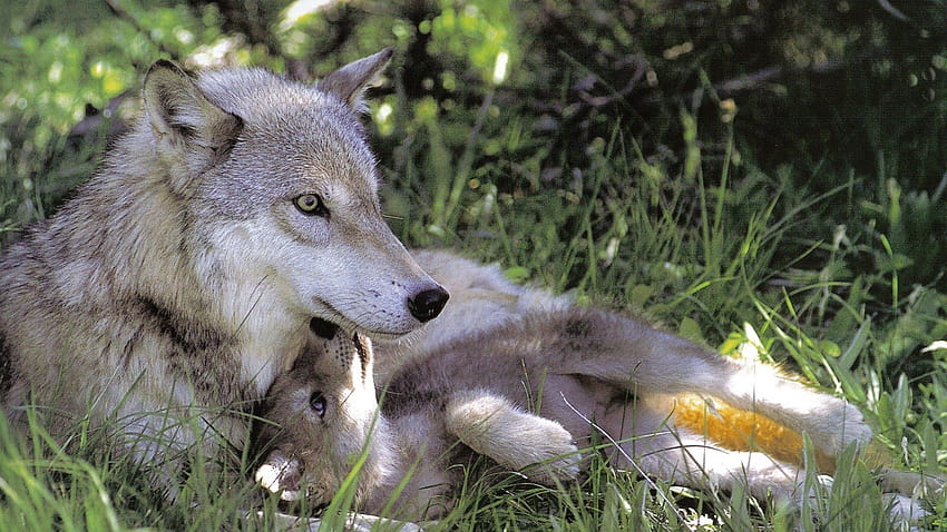 Wolf Mother with Her Pup, wolf pups HD wallpaper