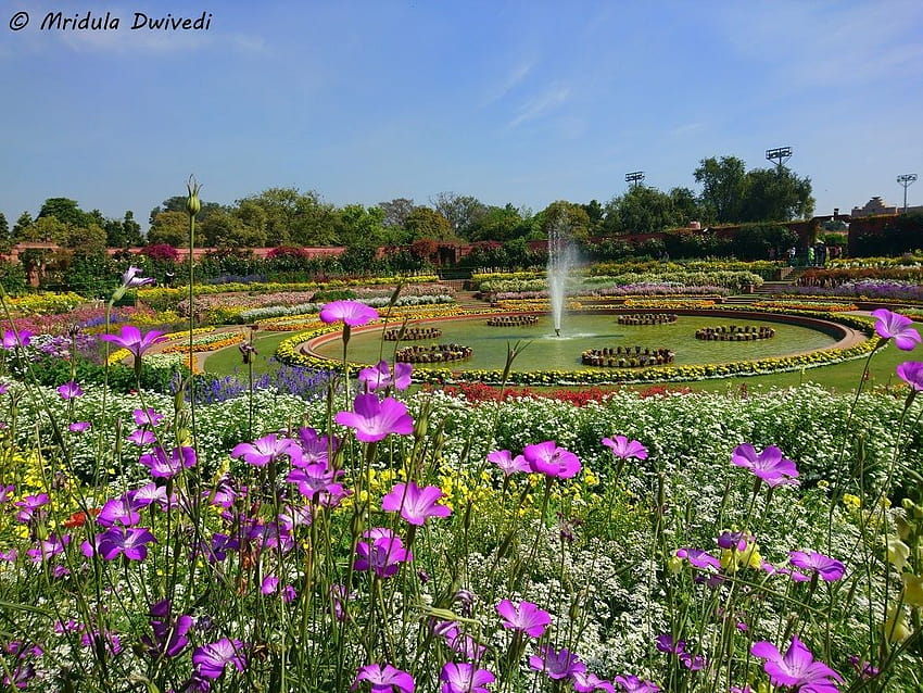 Mughal Gardens в Rashtrapati Bhawan, Делхи – разкази за пътешествия от Индия и чужбина HD тапет