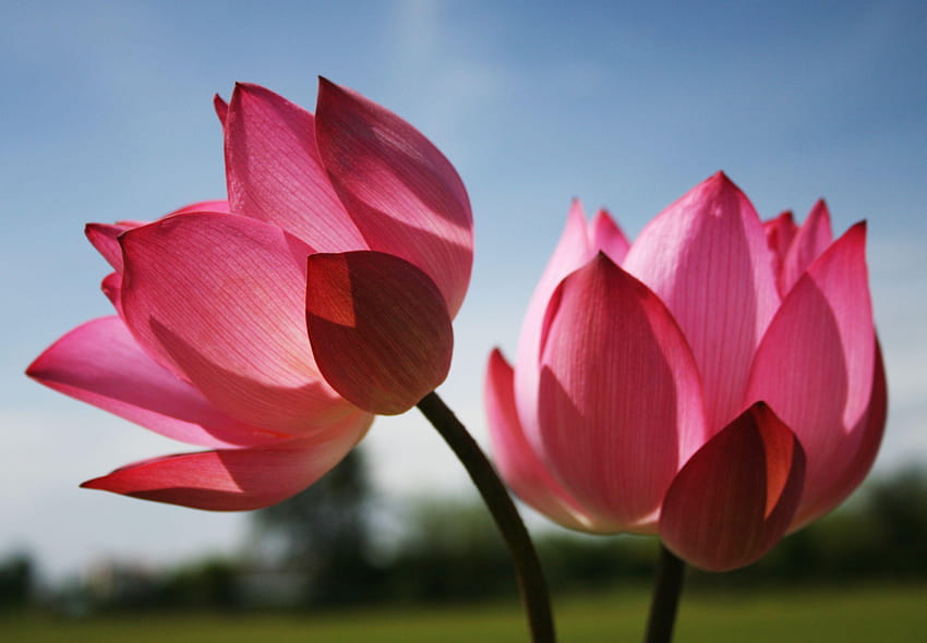 Backgrounds Flower Vintage Pink Iphone On, red lotus flower HD wallpaper |  Pxfuel