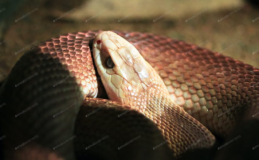 Inland Taipan Snake Up Close di Australia oleh kjwells86 di Envato Elements Wallpaper HD