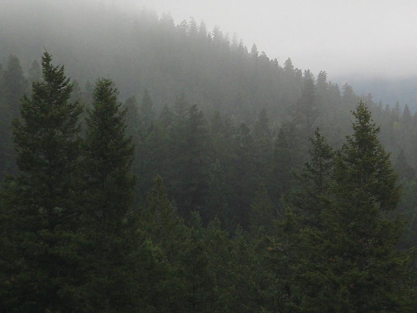 자연, 비오는 안개 숲 HD 월페이퍼