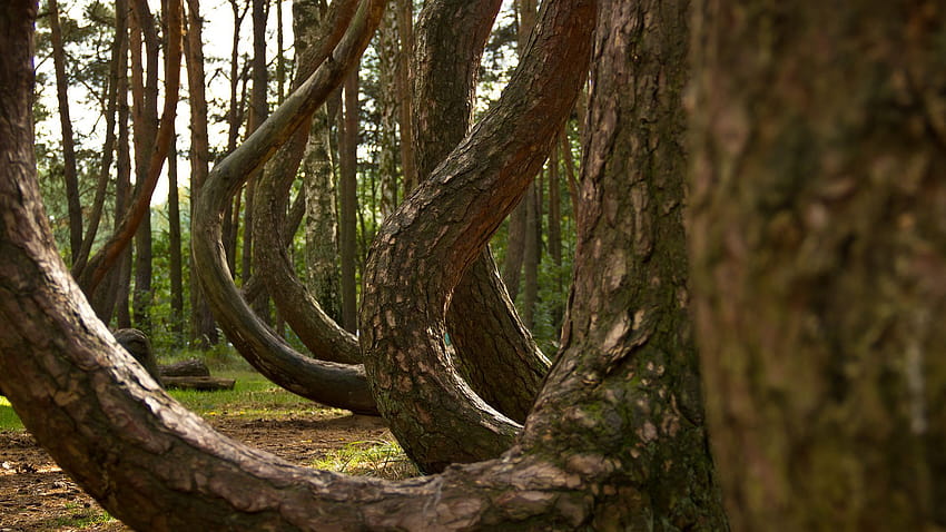 Crooked Forest HD wallpaper