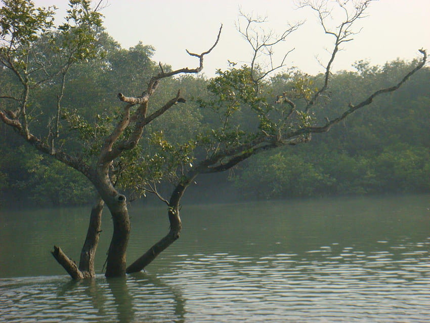 Sundarban, parque nacional de sundarbans papel de parede HD