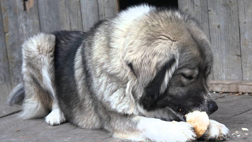 Caucasian Shepherd Dog, big dogs HD wallpaper