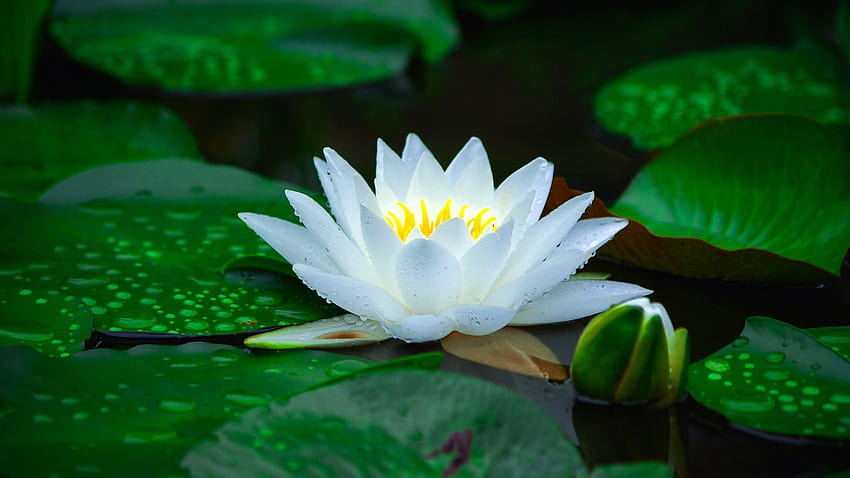 bloom, white, water lily, leaf, lake, flower, , background, a81be1, waterlily HD wallpaper