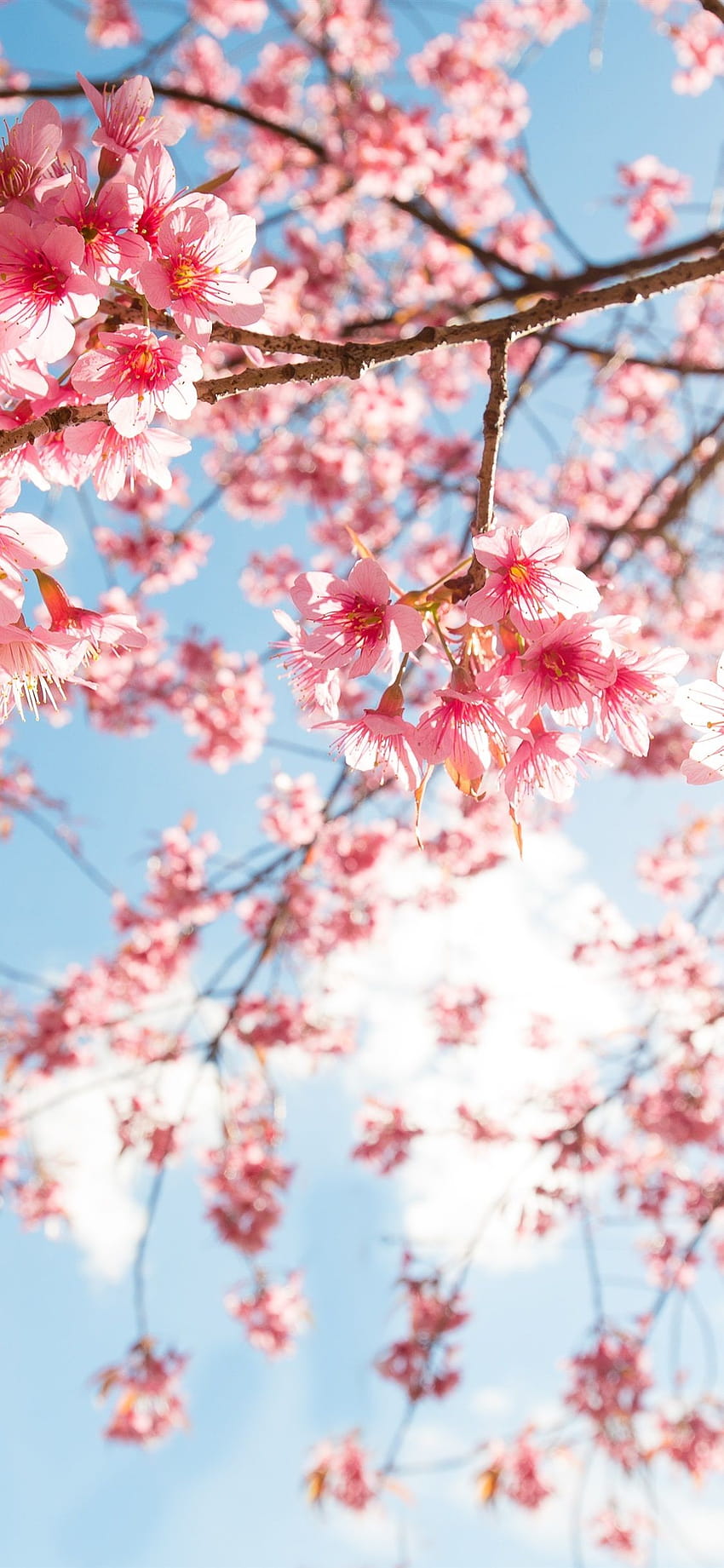 Pink sakura blossom, twigs, sky, sunshine 1125x2436 iPhone 11 Pro, sakura iphone HD phone wallpaper