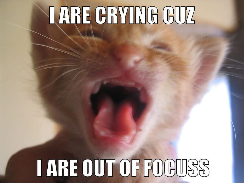 ไฟล์:แมวร้องไห้ มีมแมวร้องไห้ วอลล์เปเปอร์ HD
