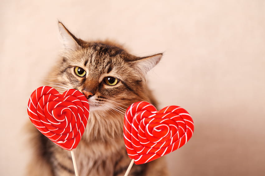 今年のバレンタインデーにあなたのバレンタインになりたい20匹の猫[ ]、猫のバレンタインデー 高画質の壁紙