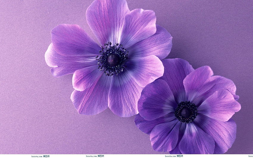 紫のかわいい背景素材【1680x1050】をあなたに、かわいいラベンダー 高画質の壁紙