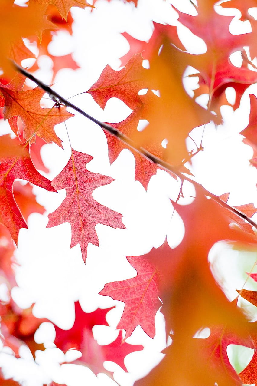 붉은 단풍잎 – 잎, 단풍나무 오렌지 꽃 HD 전화 배경 화면