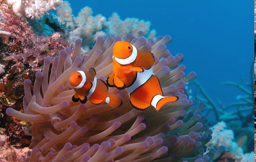 animals, Nature, Clownfish, Sea Anemones / and Mobile Backgrounds HD wallpaper